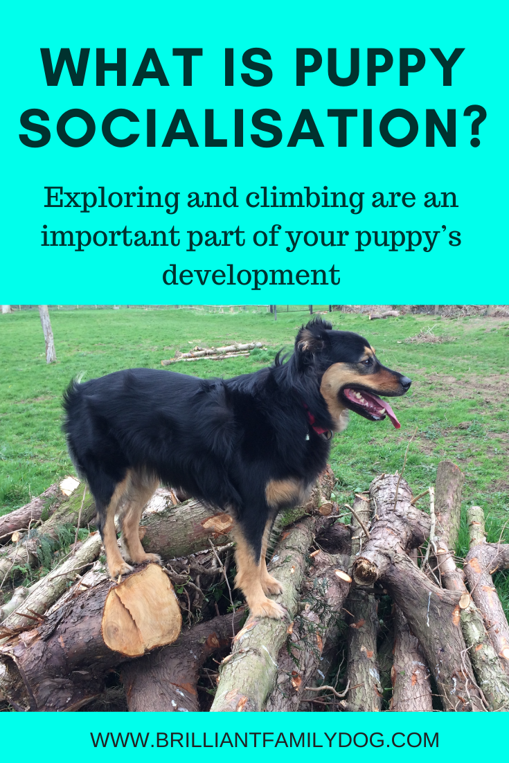Puppies looking for a good sales home free